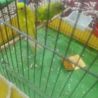 یه جفت مرغ عشق انگلیسی