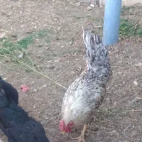 خروس محلی چهل تاج