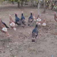 بوقلمون|حیوانات مزرعه|محمدیه-قزوین, |دیوار