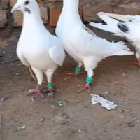 کفتر پرشی|پرنده|بیرجند, |دیوار