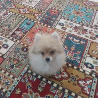 سگ پامرخرسی واکسن خورده خانگی