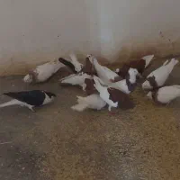 به‌علت رفتن به خدمت به فروش میرسد