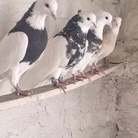 طوقی درجه یک|پرنده|کاشان, خرمدشت|دیوار