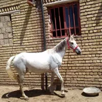 مادیان|اسب و تجهیزات اسب‌سواری|ماهیدشت, |دیوار