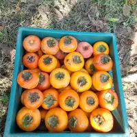 خرمالو|خوردنی و آشامیدنی|رشت, فرزانه|دیوار