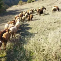 گوسفند|حیوانات مزرعه|آبش احمد, |دیوار