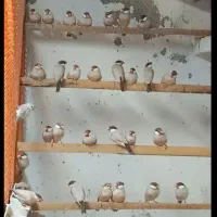 جاوا فنچ شکلاتی