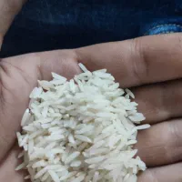 طارم دم سیاه مینودشت