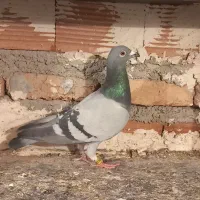 کبوتر دوبر ۳ عدد