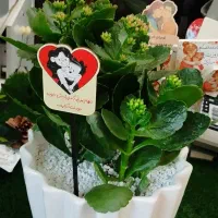 گل و گیاهان آپارتمانی