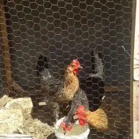 ۲ عدد مرغ تخم گذار