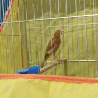 ۲قناری نر دارچین سرخ|پرنده|کرمان, |دیوار