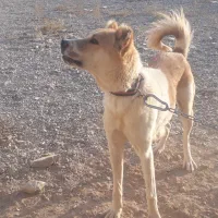 سگ نگبان|سگ|مبارکه, |دیوار