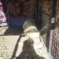 پاکوتاه واگذاری