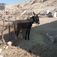 الاغ ماده|حیوانات مزرعه|ویسیان, |دیوار