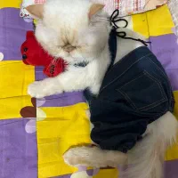 گربه پرشین سوپر فلت اصیل