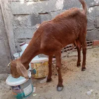 بز ۲قلو زا آبستن ۱ماه