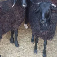 بره|حیوانات مزرعه|پیشوا, |دیوار