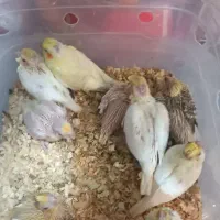 جوجه عروس هلندی