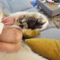 گربه اسکاتیش گلد ny12|گربه|مشهد, جاهد شهر|دیوار