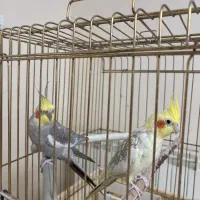 عروس هلندی|پرنده|تهران, زنجان جنوبی|دیوار