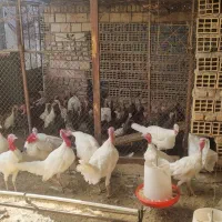 بوقلمون فوری