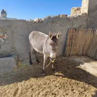 فروش الاغ|حیوانات مزرعه|ارژن, |دیوار