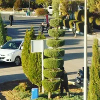 خدمات باغبانی|خدمات باغبانی و درختکاری|یزد, |دیوار