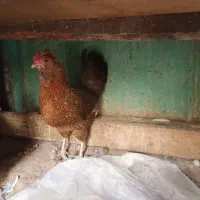 مرغ بومی اصل تخم گذار