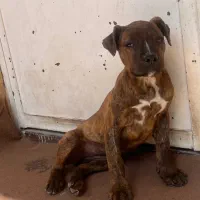 توله پیتبول