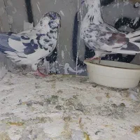 دونه ای ۳۰۰|پرنده|زید آباد, |دیوار