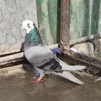 کفتر ماده شازده سبز کاکلی چشم تا به تا