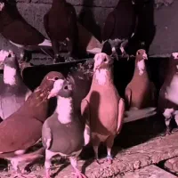 گلی پلنگ (سرخ)و زرد پلنگ  ورسمی کلاهی آس