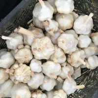 سیر|خوردنی و آشامیدنی|کامیاران, |دیوار