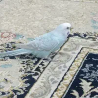 مرغ عشق