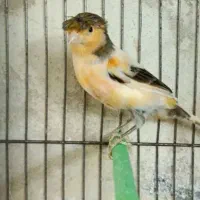 قناری نر|پرنده|بروجرد, |دیوار