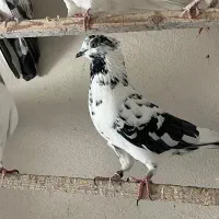 کبوتر زغالی کاکلی|پرنده|کرج, حصارک بالا|دیوار