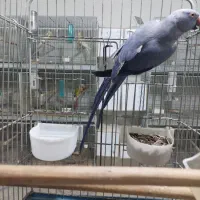 طوطی ملنگو ماده