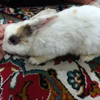 فروش خرگوش هلندی خانگی