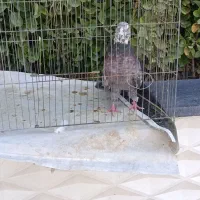 20عدد کفتر پرشی به صورت یکجا|پرنده|هشتگرد, ینگی امام|دیوار