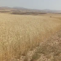 زمین دیم