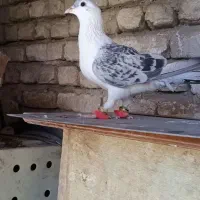 کفتر افغانی