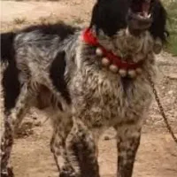 سگ اصیل ونژاد دار