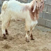 فروش ۵ عدد کهره نر و ۱۵ عدد بره نر هترو