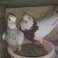 طوقی سرور وسینه جفتگاهی
