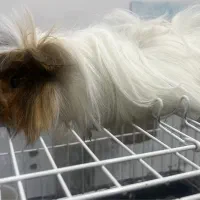 خوکچه هندی نر بالغ|موش و خرگوش|محمدشهر, محمدشهر|دیوار