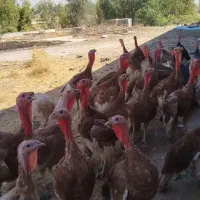 فروش تعداد40قطعه بوقلمون