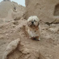 سگ پاکوتاه نروسگ نژاددار