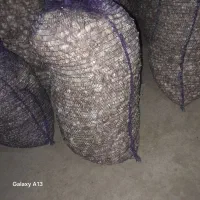سیر خندان سیر حب شده زیر سرند