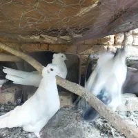 کفتر رنگی وزاغ